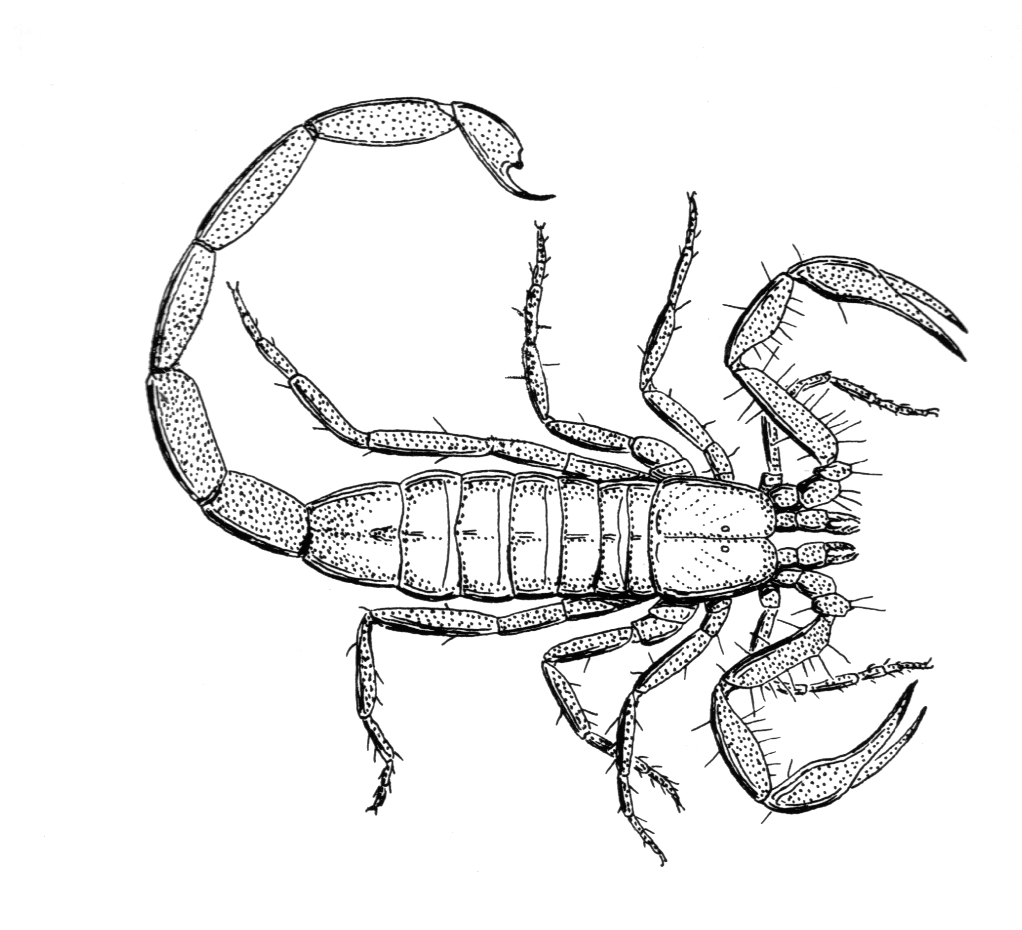 PSF-scorpion